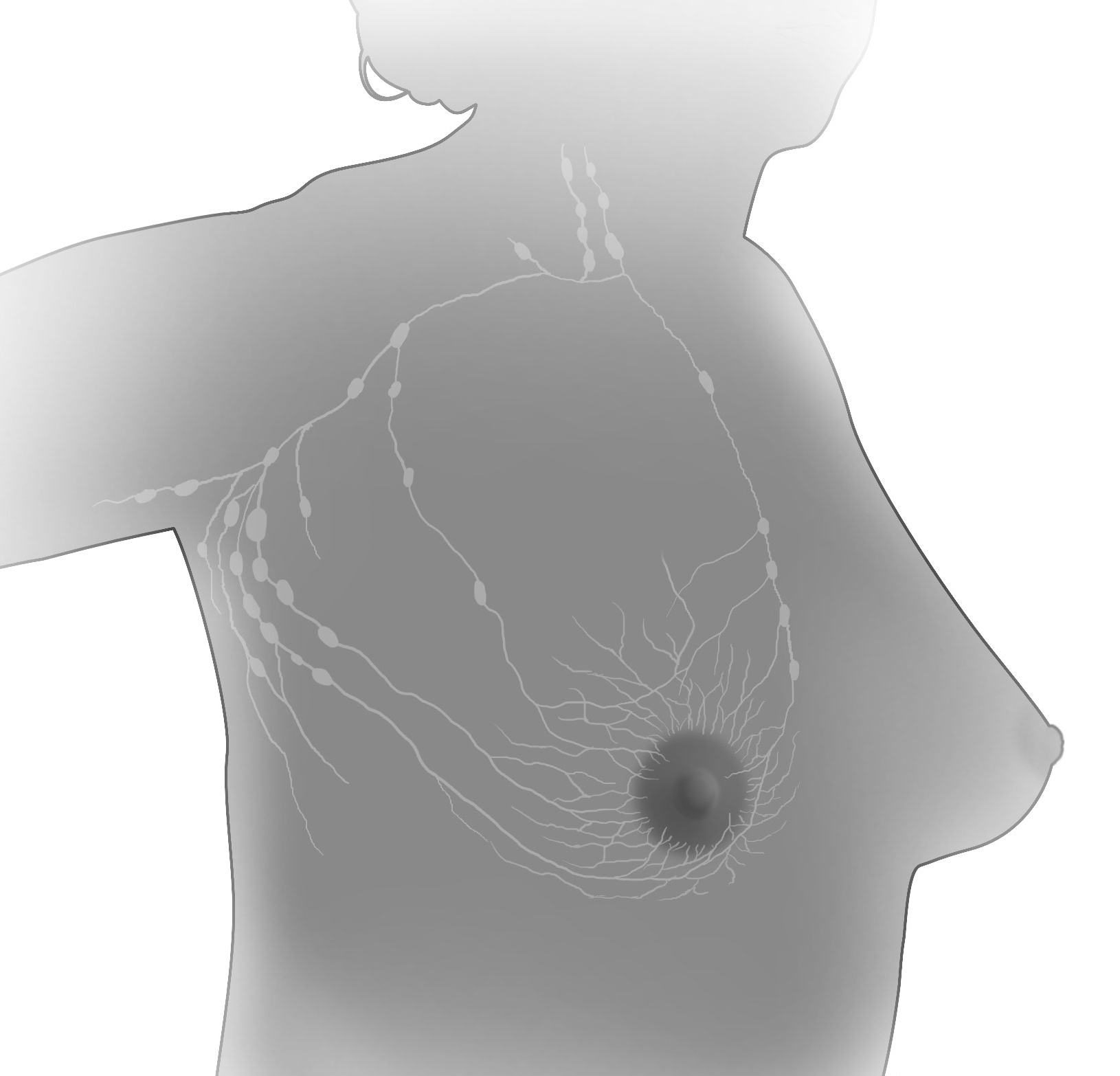 Breast and Adjacent Lymph Nodes