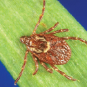 Amercan Dog Tick
