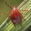 Asian Tick