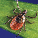 Blacklegged Tick