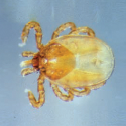 Groundhog Tick