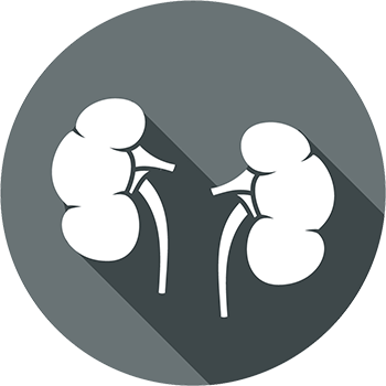 Kidney Icon