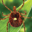 Lone Star Tick