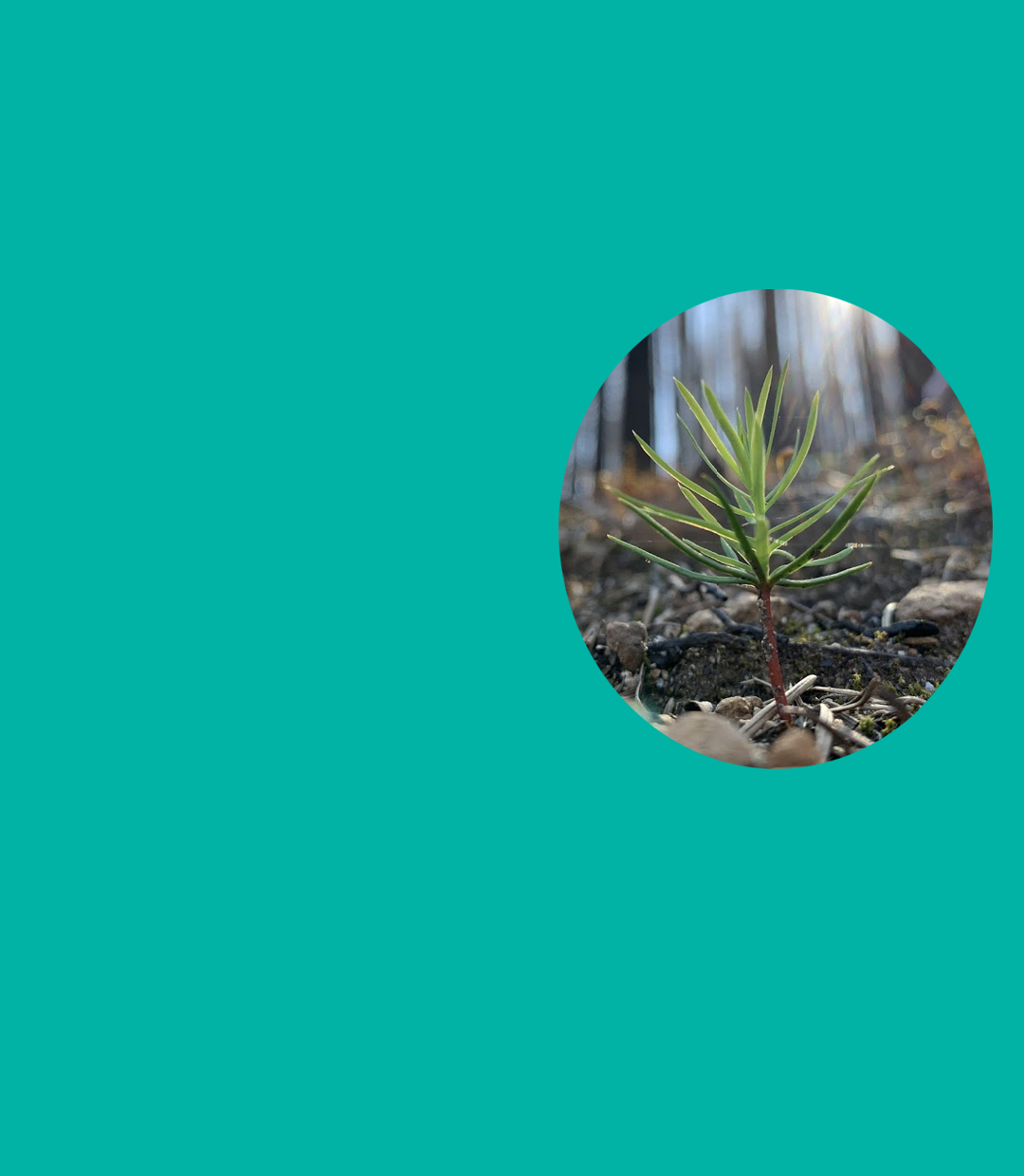 Trauma Recovery Resources