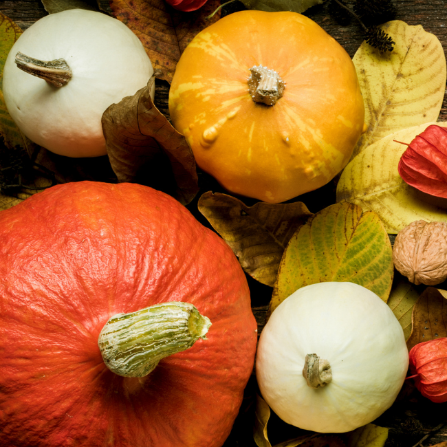 calabazas de acción de gracias