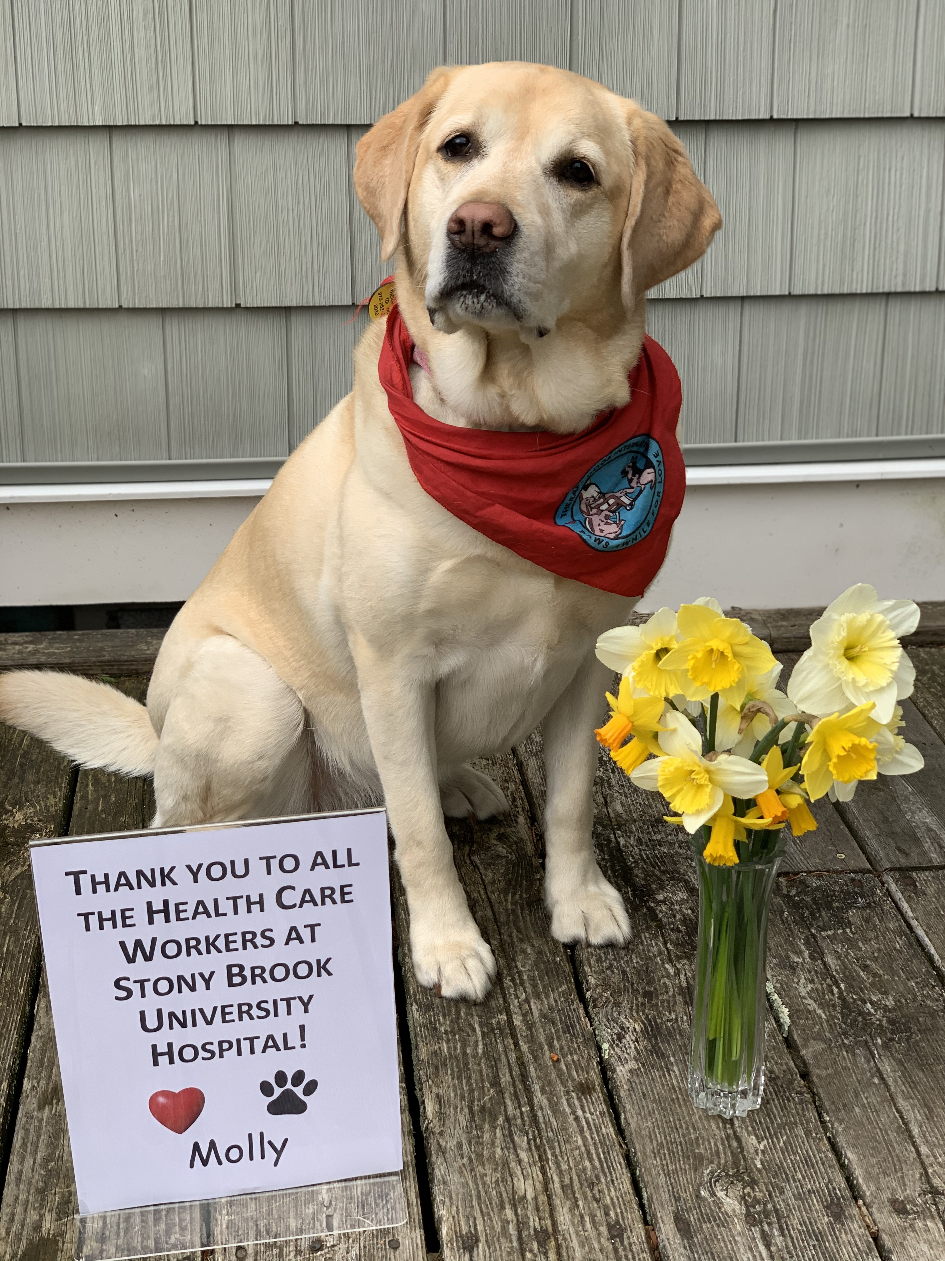 Molly, certified Therapy Dog