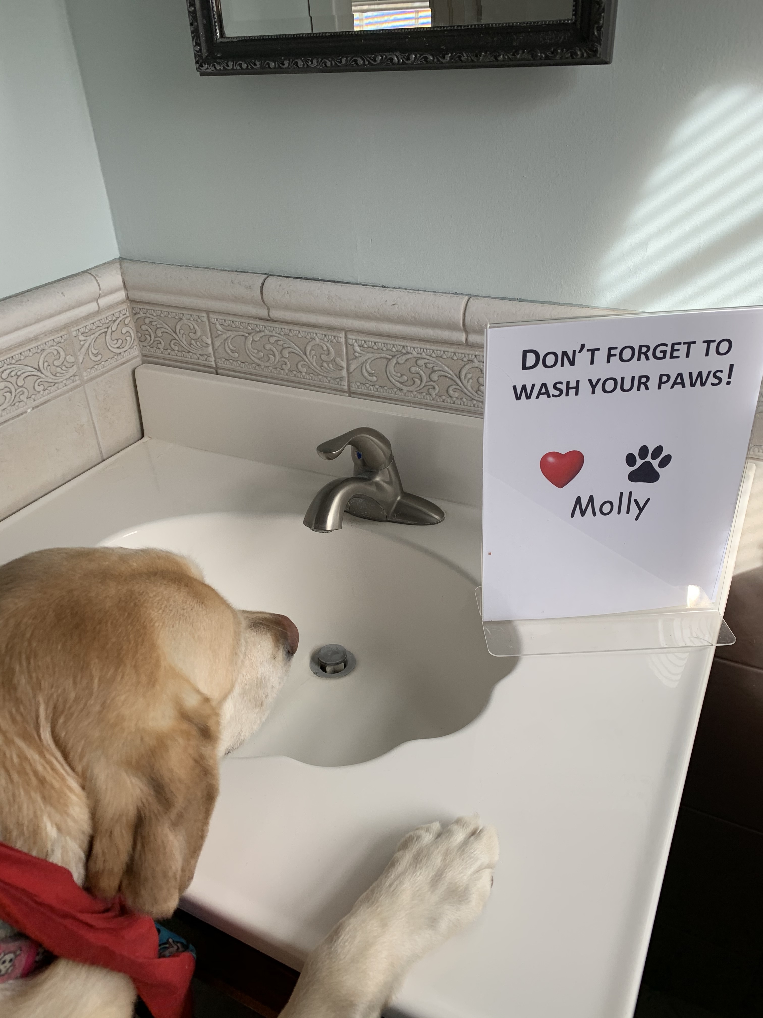 Molly Says Wash Your Paws!