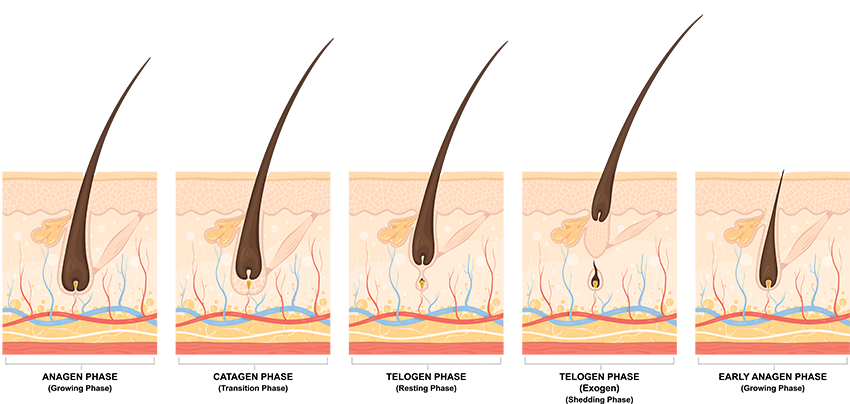 Hair Growth Cycle