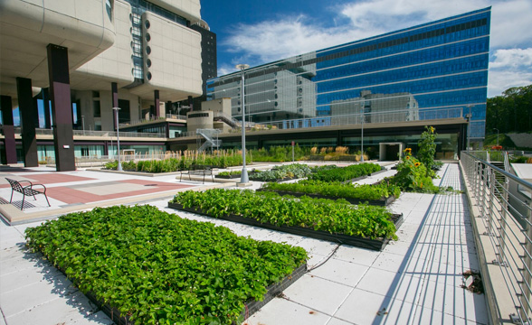 Stony Brook Heights Micro-Farm en la azotea