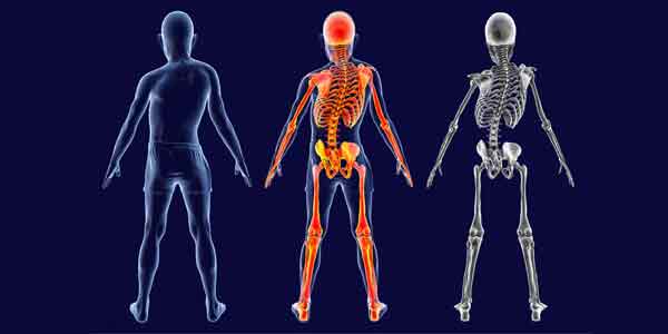 Scans of the human spine