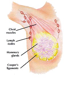 General Breast Health