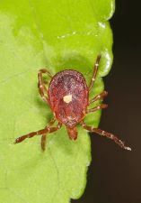 Lone Star Tick - female