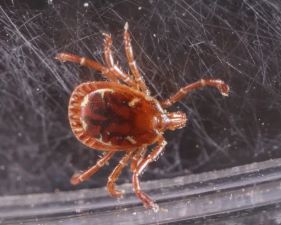 Lone Star Tick - male