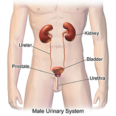 Male urinary system