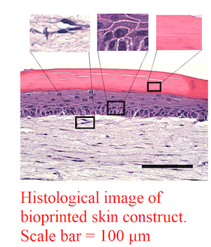 histological image 