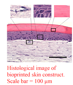 imagen histológica