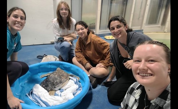 Sea Turtle Group